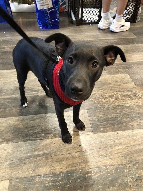 Dexter - Oregon Litter