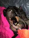 Dexter - Oregon Litter