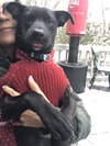 Dexter - Oregon Litter - Photo 2