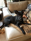 Dexter - Oregon Litter