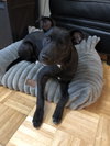 Dexter - Oregon Litter