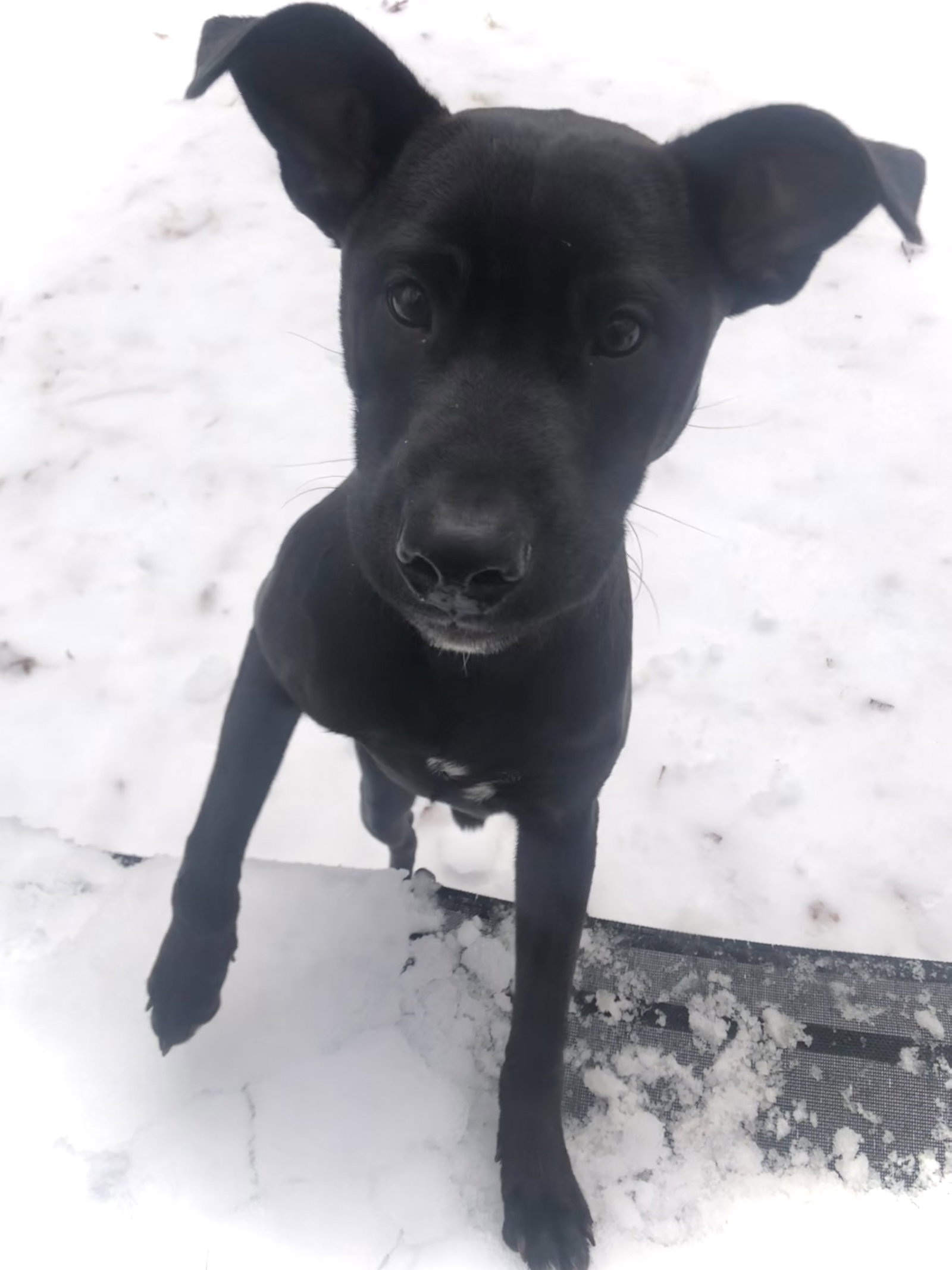 Dexter - Oregon Litter Image