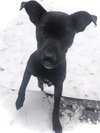 Dexter - Oregon Litter