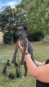 Finn - Oregon Litter