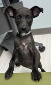 Finn - Oregon Litter