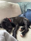 Finn - Oregon Litter