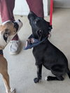 Finn - Oregon Litter