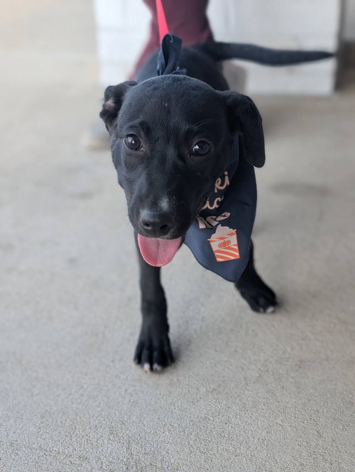 picture of the dog needing adoption