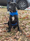 Finn - Oregon Litter