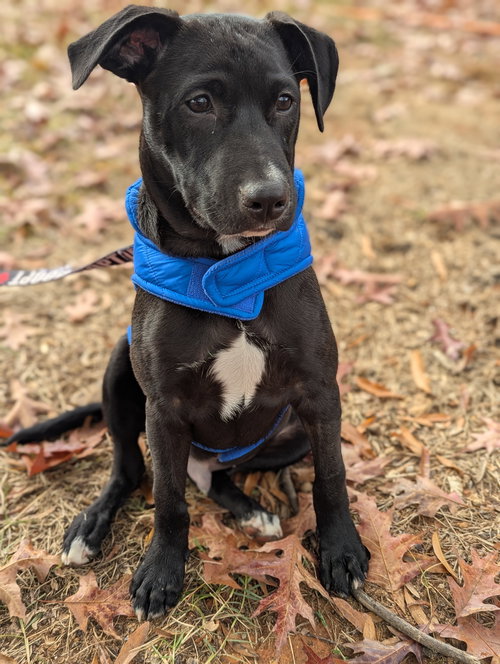 Finn - Oregon Litter