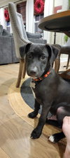 Finn - Oregon Litter