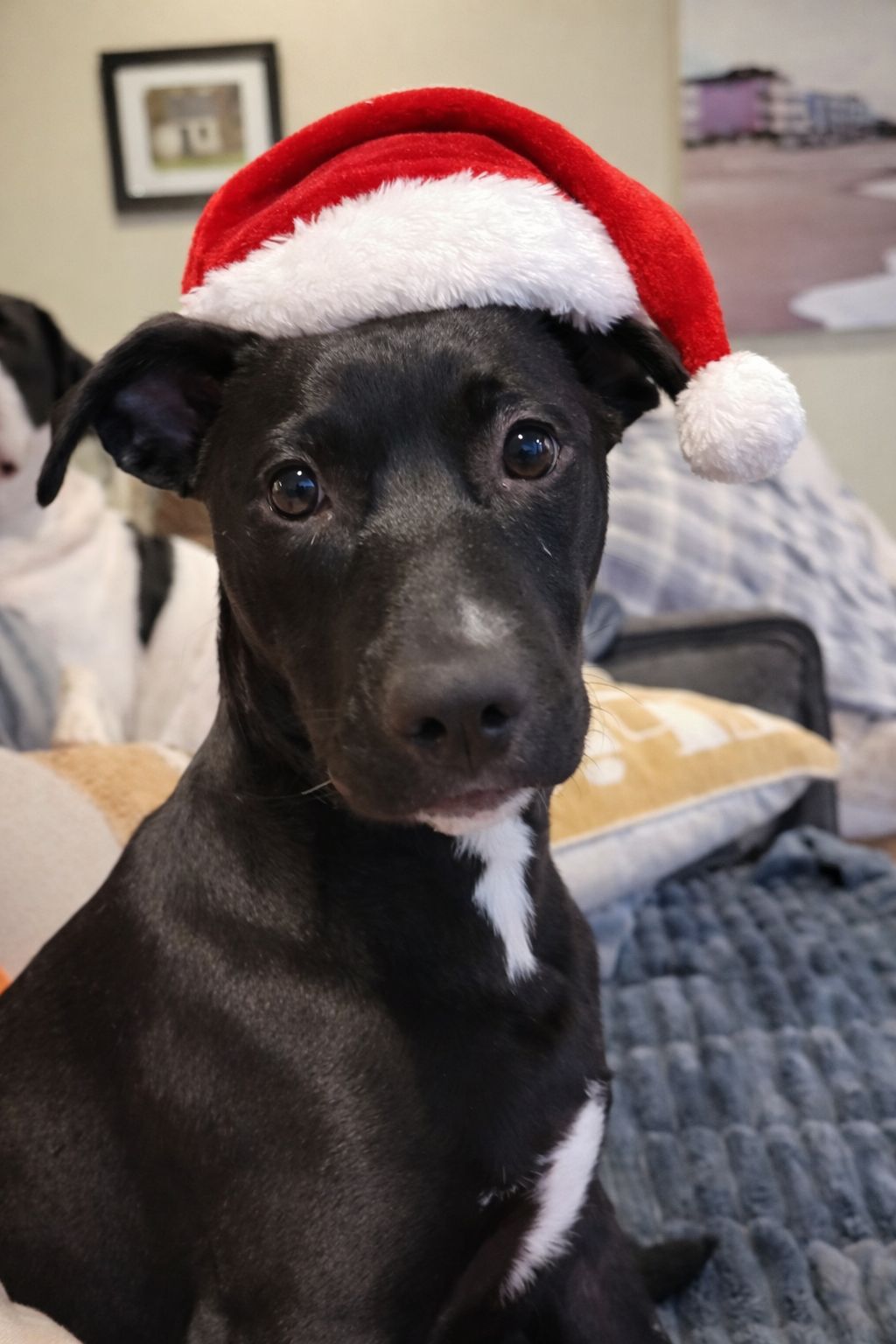 Finn - Oregon Litter Image