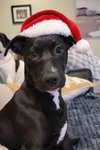 Finn - Oregon Litter - Photo 1