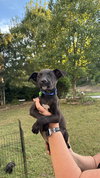 Franklin - Oregon Litter