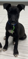 Franklin - Oregon Litter