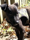 Franklin - Oregon Litter