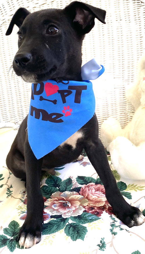 picture of the dog needing adoption