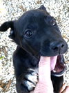 Franklin - Oregon Litter