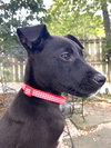 Franklin - Oregon Litter