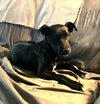 Franklin - Oregon Litter