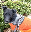 Franklin - Oregon Litter - Photo 1
