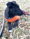 Franklin - Oregon Litter