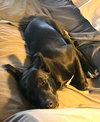 Franklin - Oregon Litter