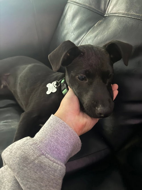 picture of the dog needing adoption