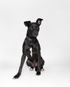 "Dezzi" Deschutes - Oregon Litter - Photo 2
