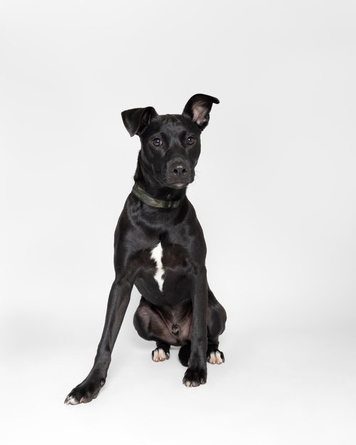 "DEZZI" DESCHUTES - OREGON LITTER - Labrador Retriever / Terrier available for adoption