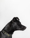 "Dezzi" Deschutes - Oregon Litter - Photo 3