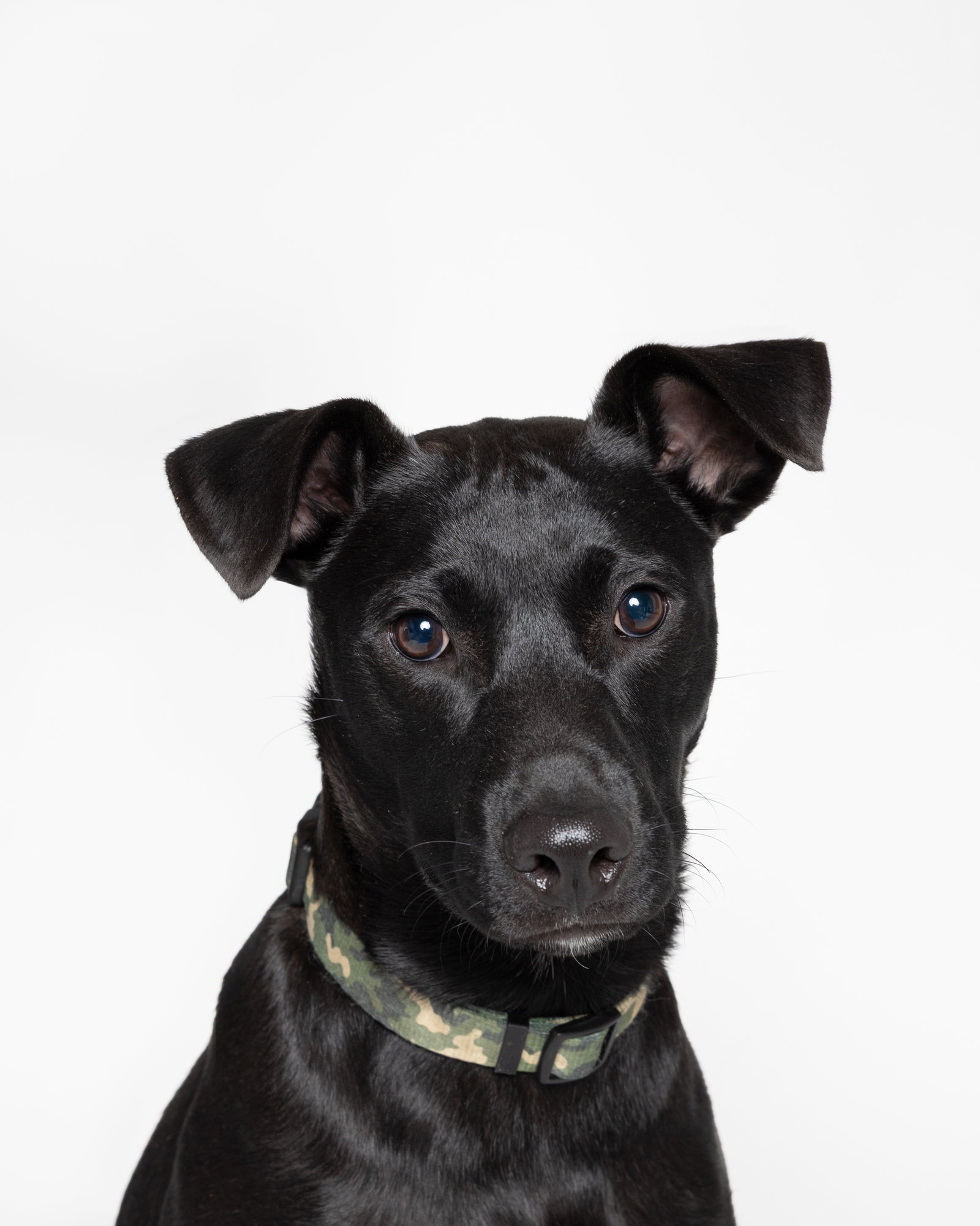 "Dezzi" Deschutes - Oregon Litter Image