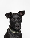 "Dezzi" Deschutes - Oregon Litter - Photo 1