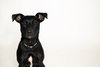 "Dezzi" Deschutes - Oregon Litter - Photo 4