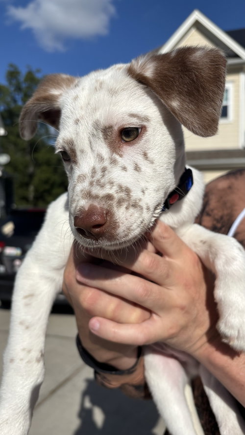 Freckles