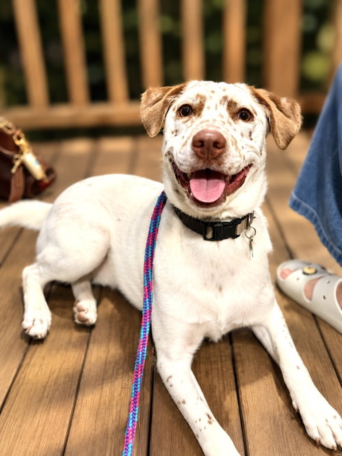Freckles, a dog for adoption from Pawfect Match Rescue