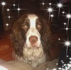 Buddy B