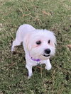 Brylie
