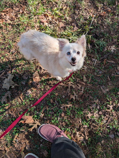 picture of the dog needing adoption