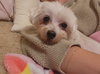 Mazie