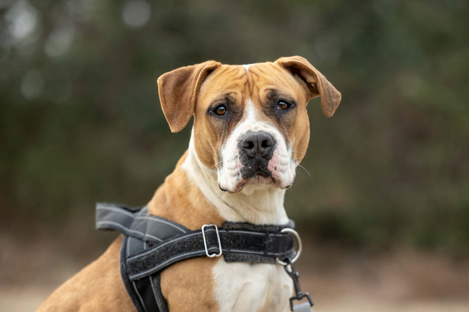 Winnie Boxer Image