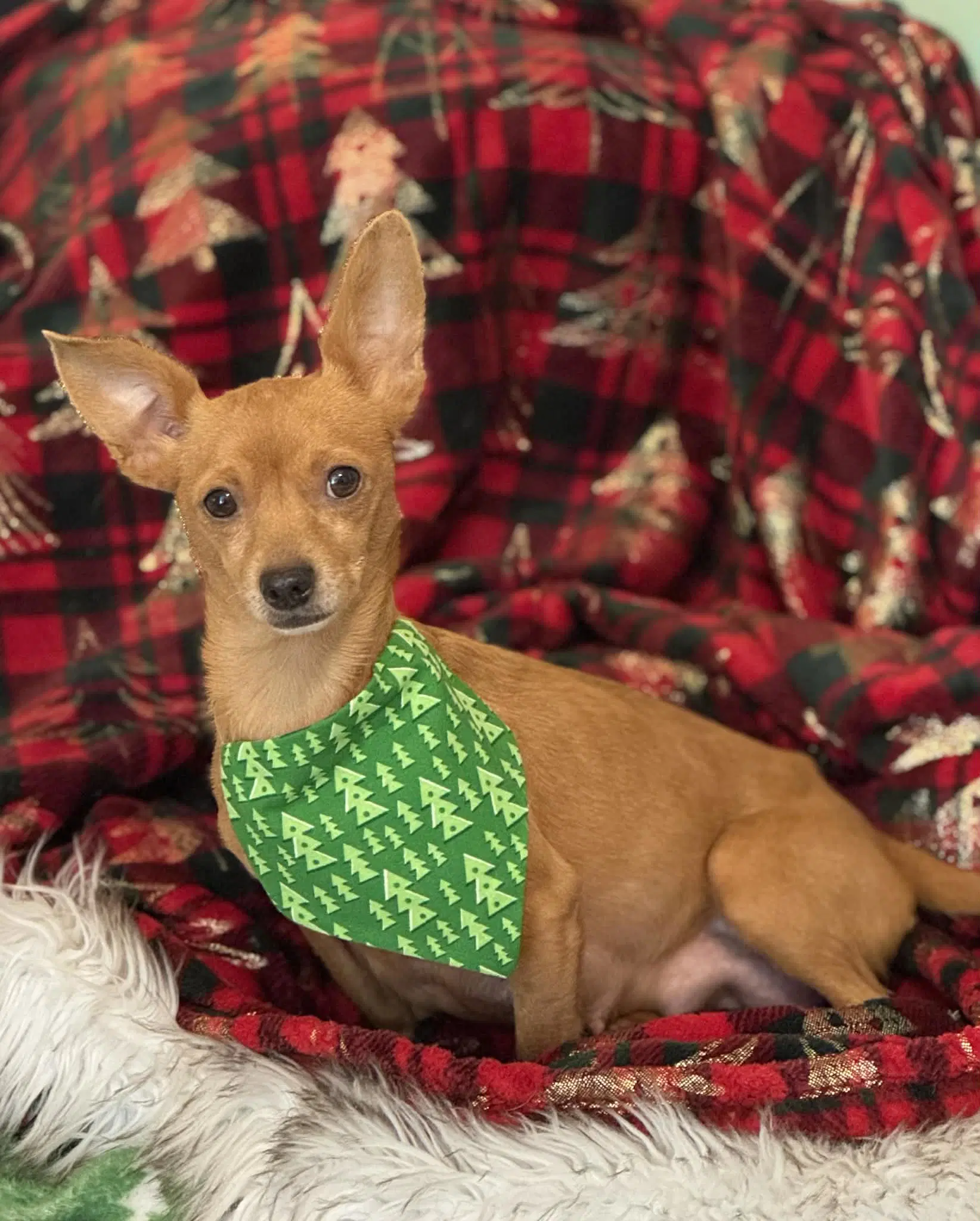 Fiona - Chihuahua