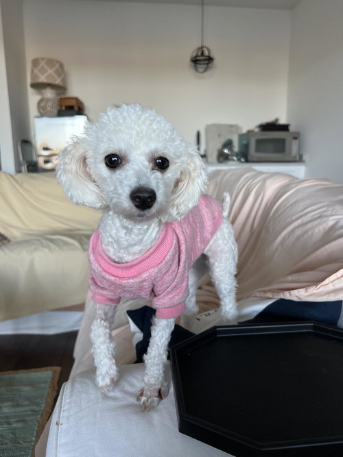 Yoko aka Snow