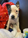 Rose - Betty Boop Litter