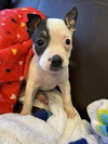 Rose - Betty Boop Litter