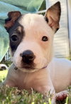 Rose - Betty Boop Litter