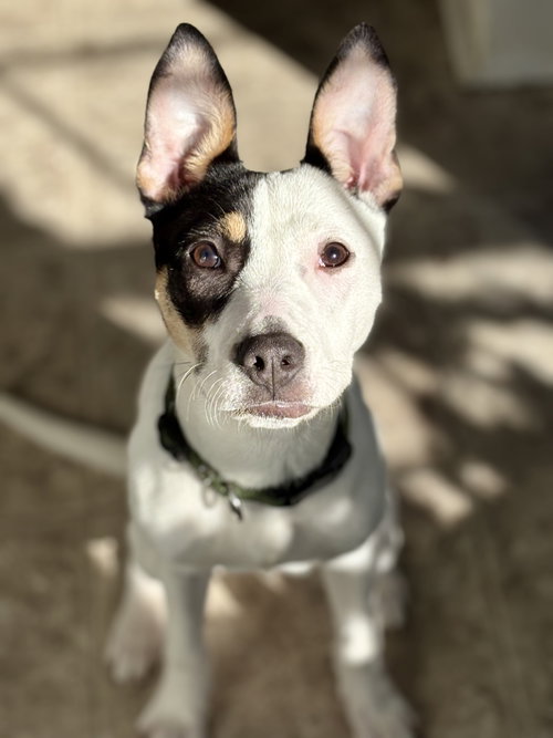 Willamena, a dog for adoption from Pawfect Match Rescue