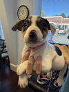 Tuli - Betty Boop litter