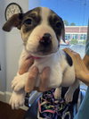 Tuli - Betty Boop litter