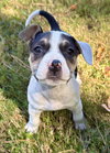 Tuli - Betty Boop litter